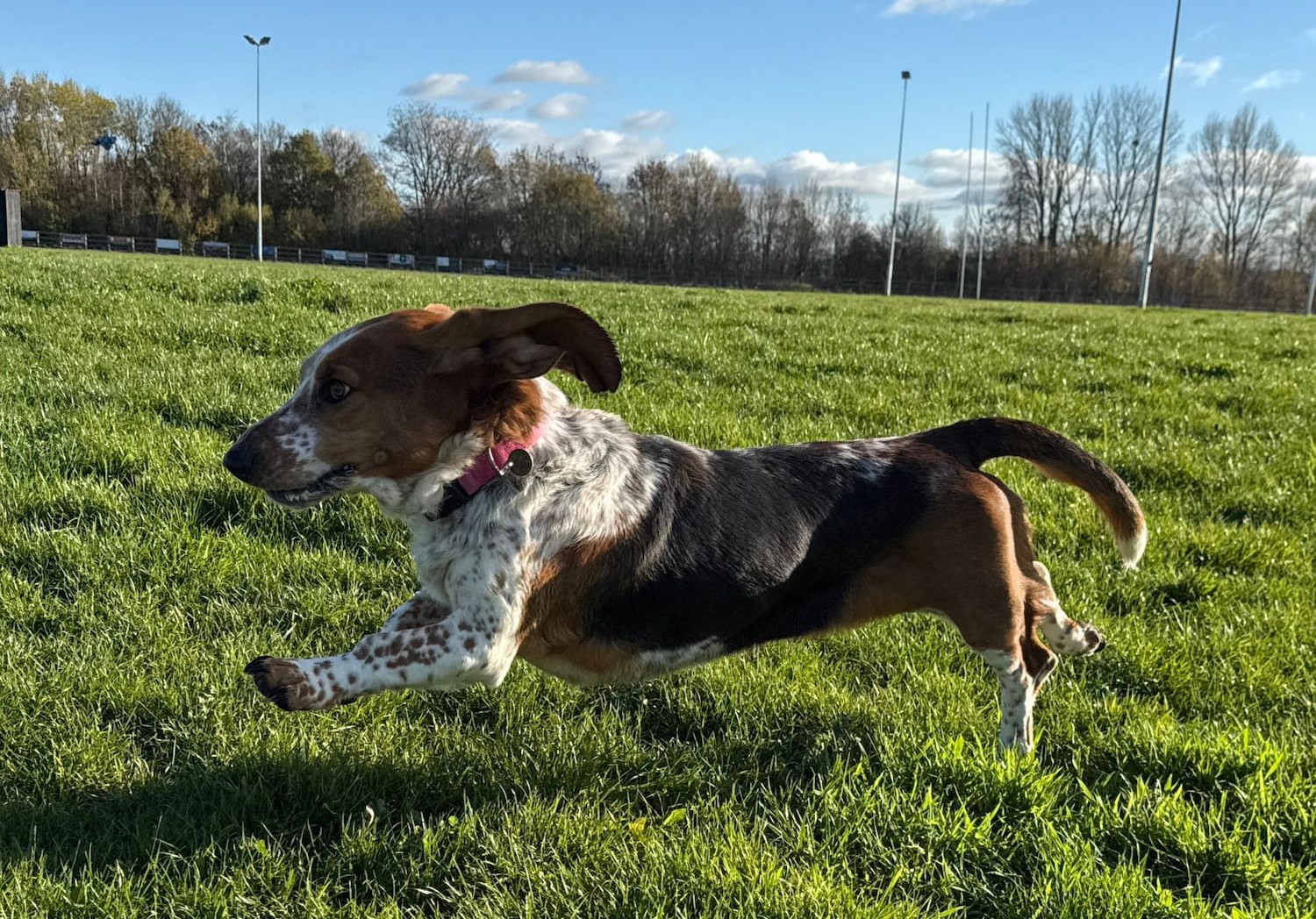 Mabel in flight side on